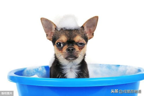 幼犬洗澡有哪些注意事项 别让你的无知害了狗狗