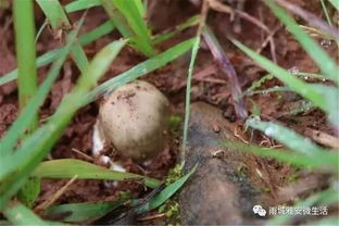 如果可以,我带你一起去雨城山上捡鸡枞可好 