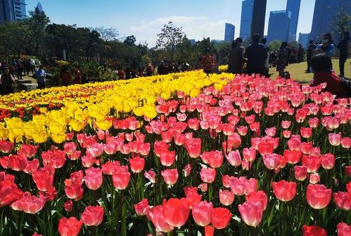 深圳中心区郁金花海旅游全攻略来了 深圳春节网红景点,美成油画