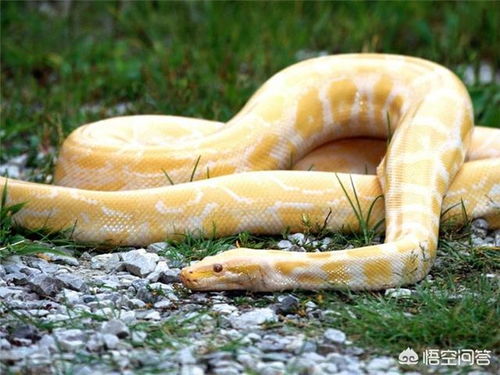 蛇的寿命一般多少年 蛇的寿命多少年