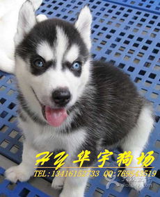 华宇狗场 广州哪里有卖纯种健康哈士奇图片 广州宠物 