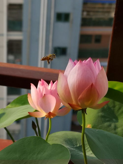 阳台也能养的荷花 小粉,花朵又仙又美,丰花勤花,很值得拥有