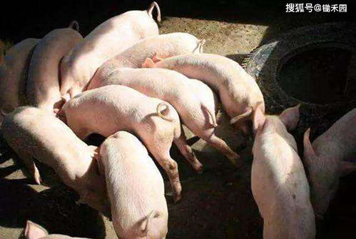 一头生猪出栏比2020年初少卖500多元,养殖户 要跌回 白菜价
