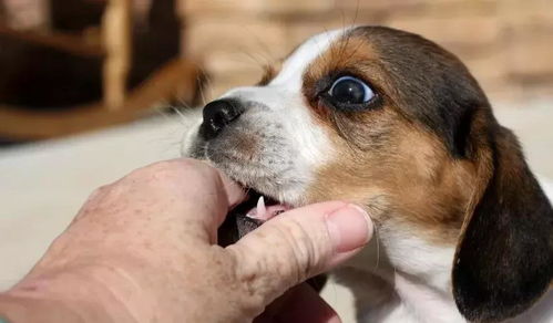 狗咬人的十大原因,为什么狗狗会咬人呢