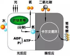 生物化学中A，E，OD什么意思（大概在核