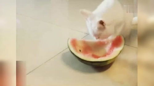 你一定没见过猫咪吃西瓜吧,原来猫咪吃西瓜是这样子的 