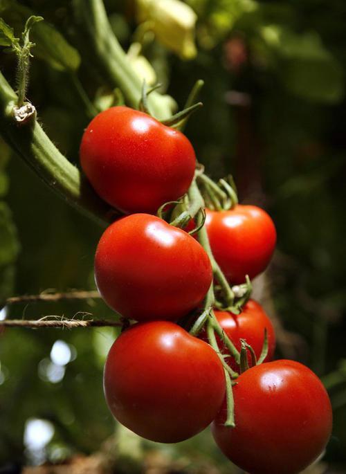 阳台种一盆小番茄,想吃就自己摘,夏天坐果停不下真惬意