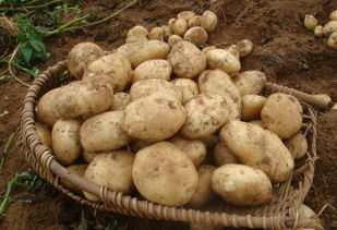 马铃薯原产地在哪里,中国是土豆的发源地吗？