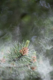 霰花，一种诗意的美景，散花什么意思