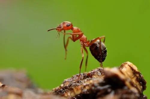 报任安书 名句节选及英译 1 生命的定位