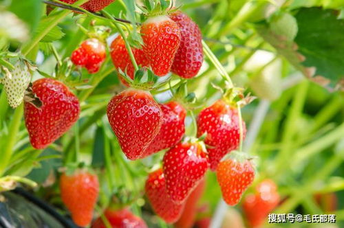 草莓种植技术 土壤对草莓生长的影响