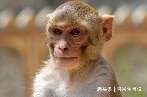 天意如此,命中定数 以下4个年份出生的属猴人,天生 富贵命