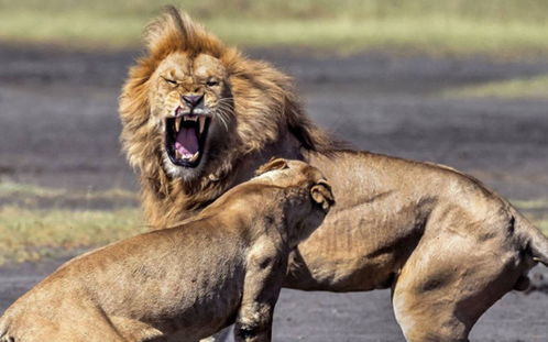 雄狮子正在教训小狮子,看到背后走来的它,吓得瞬间态度大转变