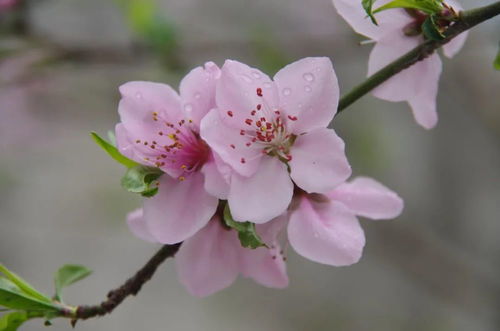 走吧 相约潍坊 花花世界