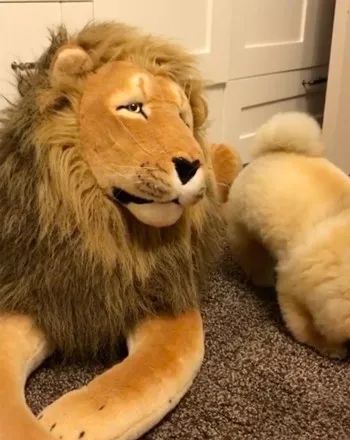 给家里的小博美买了只假狮子,还以为它会害怕结果......