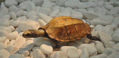 乌龟进化出龟壳,纯粹是为了自我保护 看看它的祖先就明白了