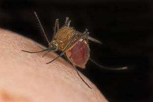 公蚊子和母蚊子有什么区别吗 公的好像不咬人是不是 