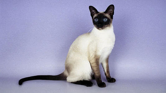暹罗猫哪个颜色最贵,最贵的暹罗猫？