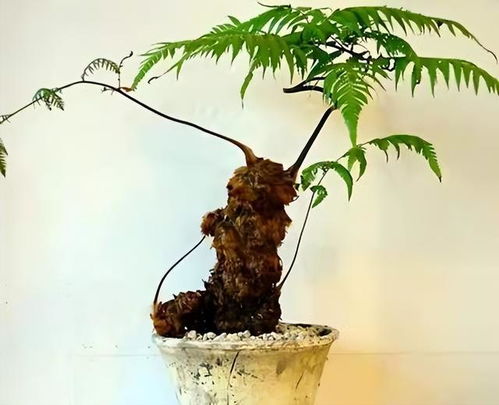 植物熊猫是指什么树,植物熊猫是指什么树