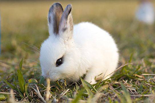 养兔经验 兔子吃多少兔粮