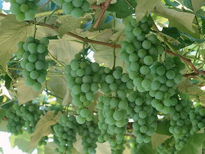 葡萄树上的青葡萄图片Stock Photographs Fresh grapes19 