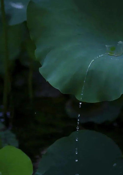 不如归去,做回山民 夏日 