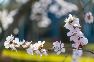 春暖花开