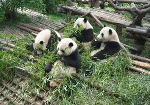 南京到成都开通日间动卧 躺着去吃美食,看大熊猫