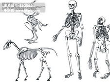 骨骼骨架运动矢量图免费下载 格式 ai 图片编号 15495493 千图网 