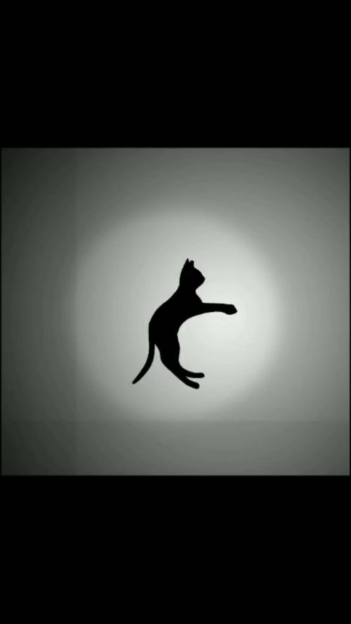 这个猫的影子,你们看这个视频可以知道什么 