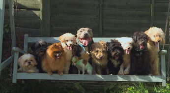 英国夫妇养41条狗 每年花3万欧每天收拾120坨狗粑粑