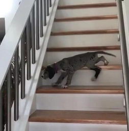 狗狗第一次下楼梯 哀嚎声吵到主人 下个楼梯都这么多戏