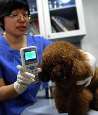 广州为犬只植入芯片 加强养犬管理 