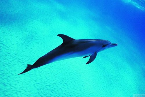 世界上最厉害的海豚,救过15000人的生命,死后全国为它哀悼