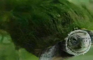 小伙抓到一只神奇的乌龟,背上长了一背的绿草 