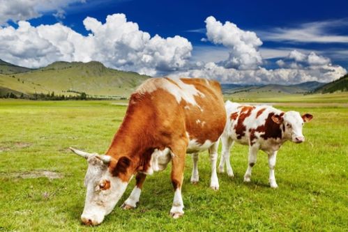 你家有生肖牛吗 特别是1973年的 大水牛 ,48岁后该依靠谁