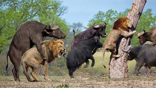 搞错了对象 最容易被猎物反杀的10种动物,老虎被狮子欺负得很惨