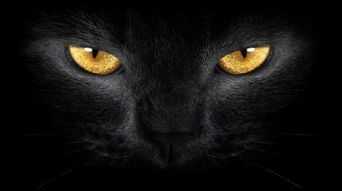 晚上看见黑猫有什么预兆 