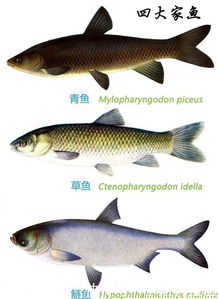 青鱼 草鱼 鲢鱼 鳙鱼的水产养殖三步曲 