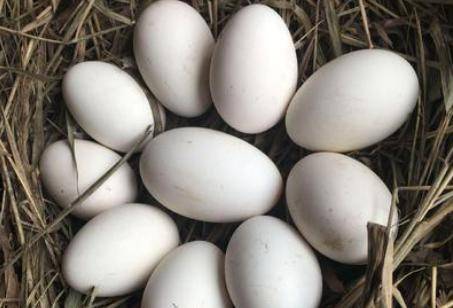 专家建议吃鹅蛋(七个鹅蛋治病是真的吗)(7个鹅蛋一副药)