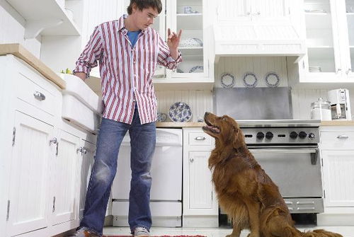 室内养狗也有潜在的危险,特别是厨房,对狗来说有3个危险存在