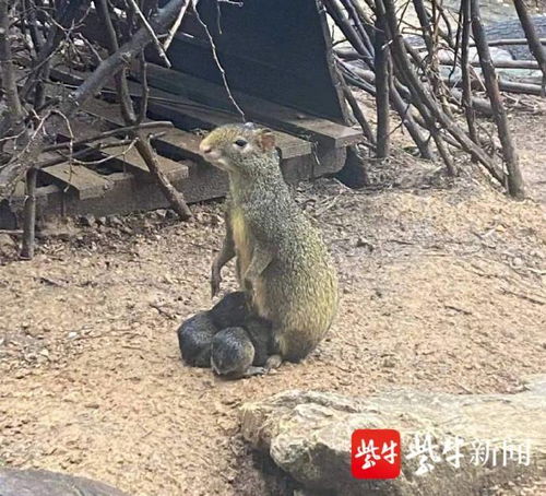南京 红山动物园中美毛臀刺鼠添新丁