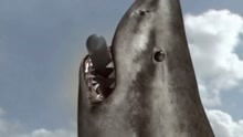 噬人鲨大战食人鳄 精彩片段