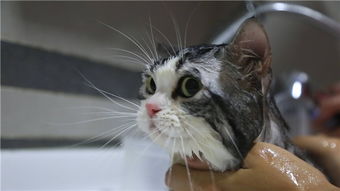 夏天给猫咪洗澡时候,如何才能降低猫咪反抗