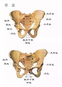 尾闾骨根节旋摆动,阳气生发,长寿之道 权成