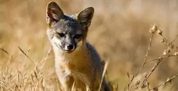 被成功拯救的濒危物种 岛屿灰狐 