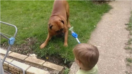 挑衅拳师犬你是认真的吗 这货战斗力不是一般的强 