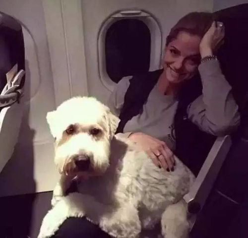 美国 法国等一些国家,很多航空公司是允许狗狗上飞机的 