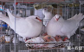 肉鸽消瘦病有什么症状 肉鸽消瘦病的预防治疗措施