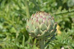 临沂夏季蔬菜都有哪些品种（临沂菜价查询最新蔬菜价格表）